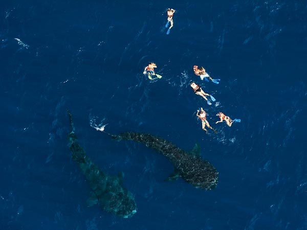 turistas con tiburon ballena