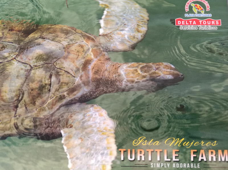 Isla Mujeres Turtle farm