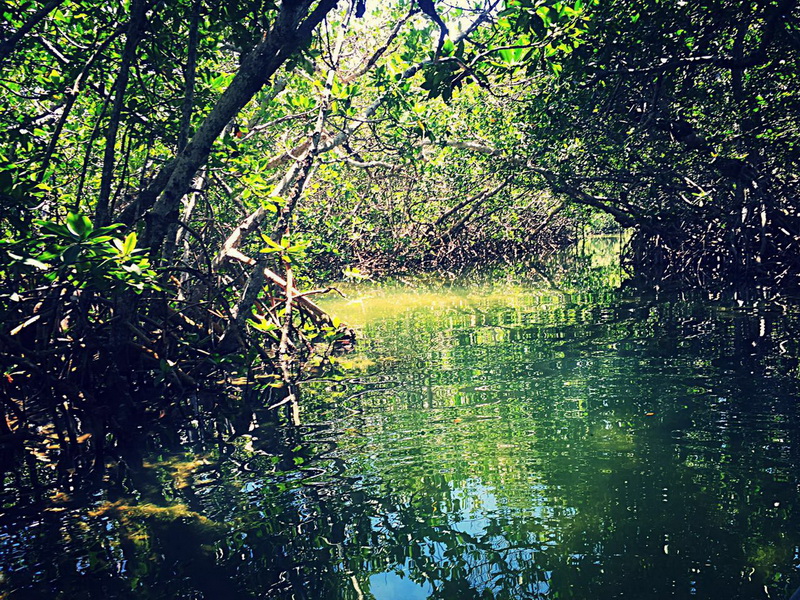 Jungle with a boat