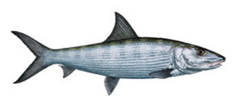Bonefish (macabi) caught on the shallow turquoise flats of Isla Blanca, Cancun, a fast 1 to 5 pound sight-fishing target