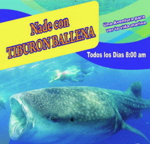 Nado con Tiburon Ballena reserva tour