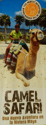 camel ride riviera maya