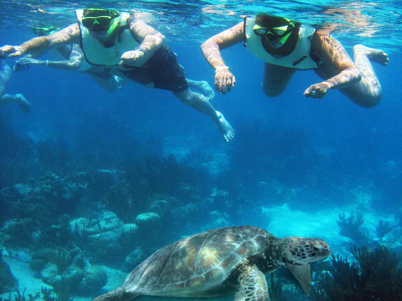 Turtles at Akumal