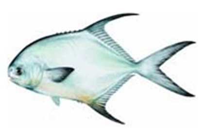 Permit (palometa) tailing over a sand hole on the Isla Blanca flats near Cancun, a prized 3 to 20 pound fly-fishing catch