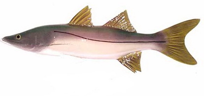Snook (robalo) landed in the mangrove channels of Isla Blanca north of Cancun, a hard-fighting 5 to 25 pound flats species
