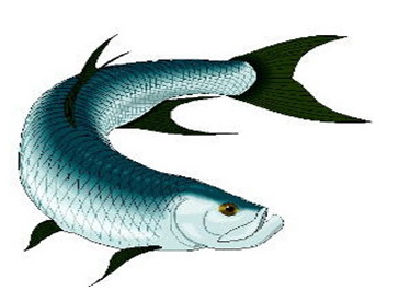 Tarpon (sabalo) caught fly fishing the Isla Blanca flats near Cancun, a 10 to 40 pound silver gamefish prized on light tackle