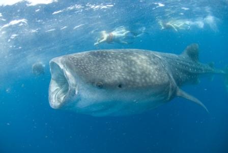 nadando con el tiburon ballena