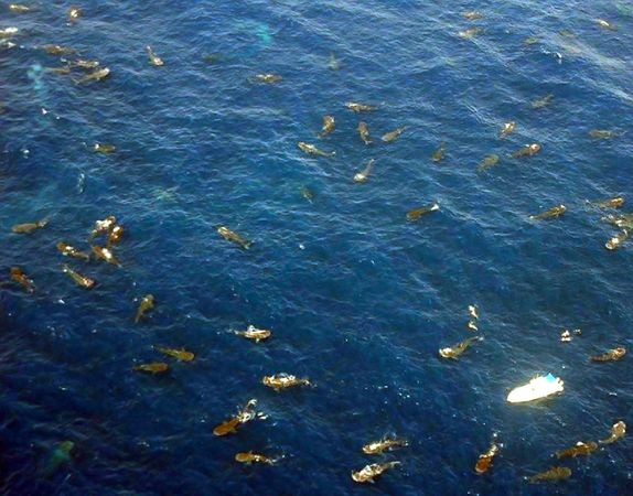 foto aerea cardumen de tiburon ballena