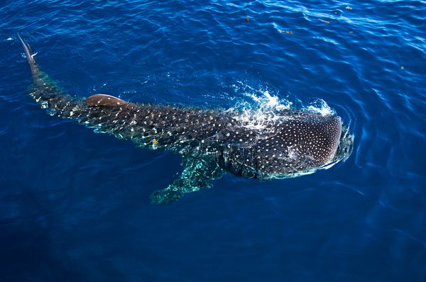 tiburon ballena